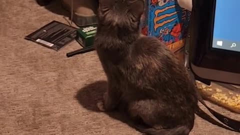 Cat TV Archive 12/02/2022