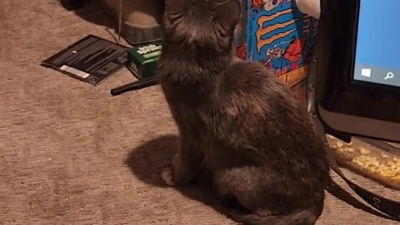 Cat TV Archive 12/02/2022