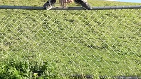 Animals Get Over