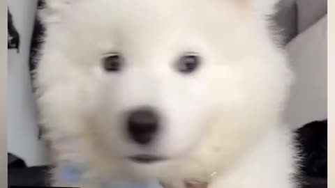 Cute puppy whining
