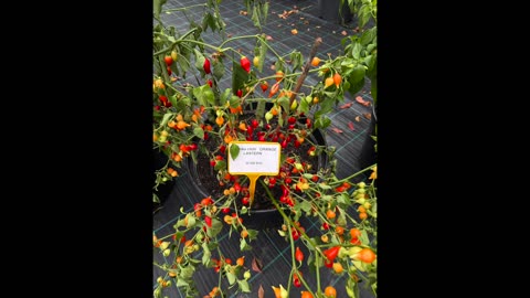 Nehybridizované chilli papričky (výstava)