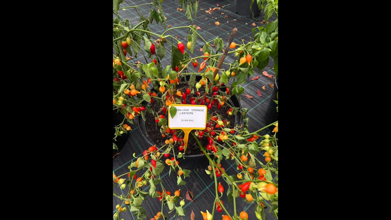 Nehybridizované chilli papričky (výstava)