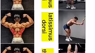 Viral: The PERFECT Back Workout (Sets and Reps Included) #shorts