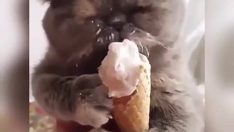 cat enjoying ice cream