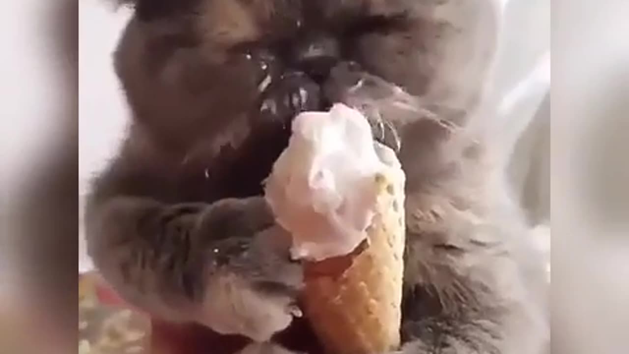 cat enjoying ice cream