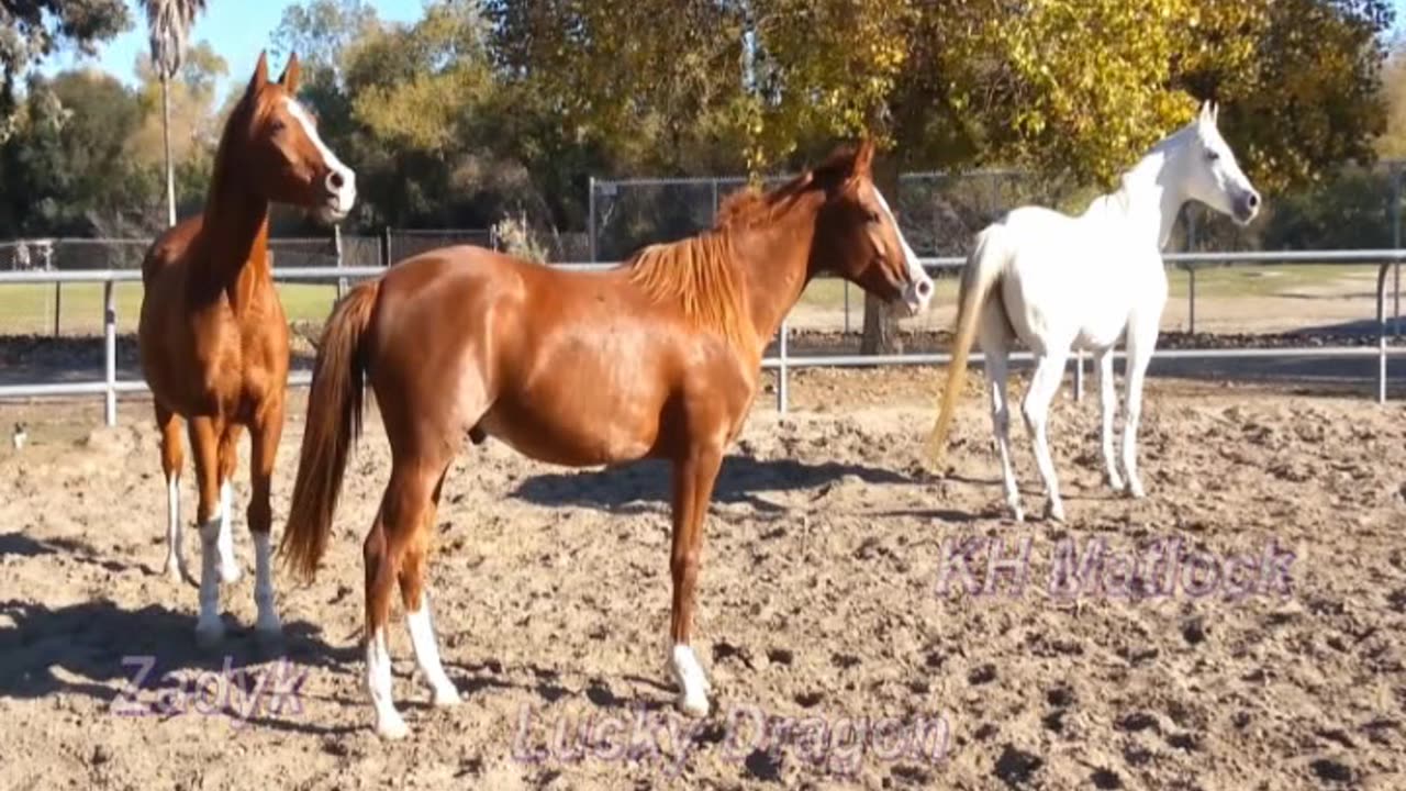 Rohr Park Equestrian Arena