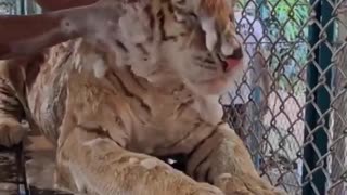 Tiger having a spa day