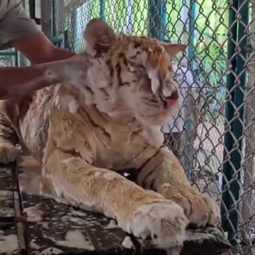 Tiger having a spa day