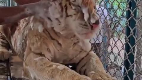 Tiger having a spa day
