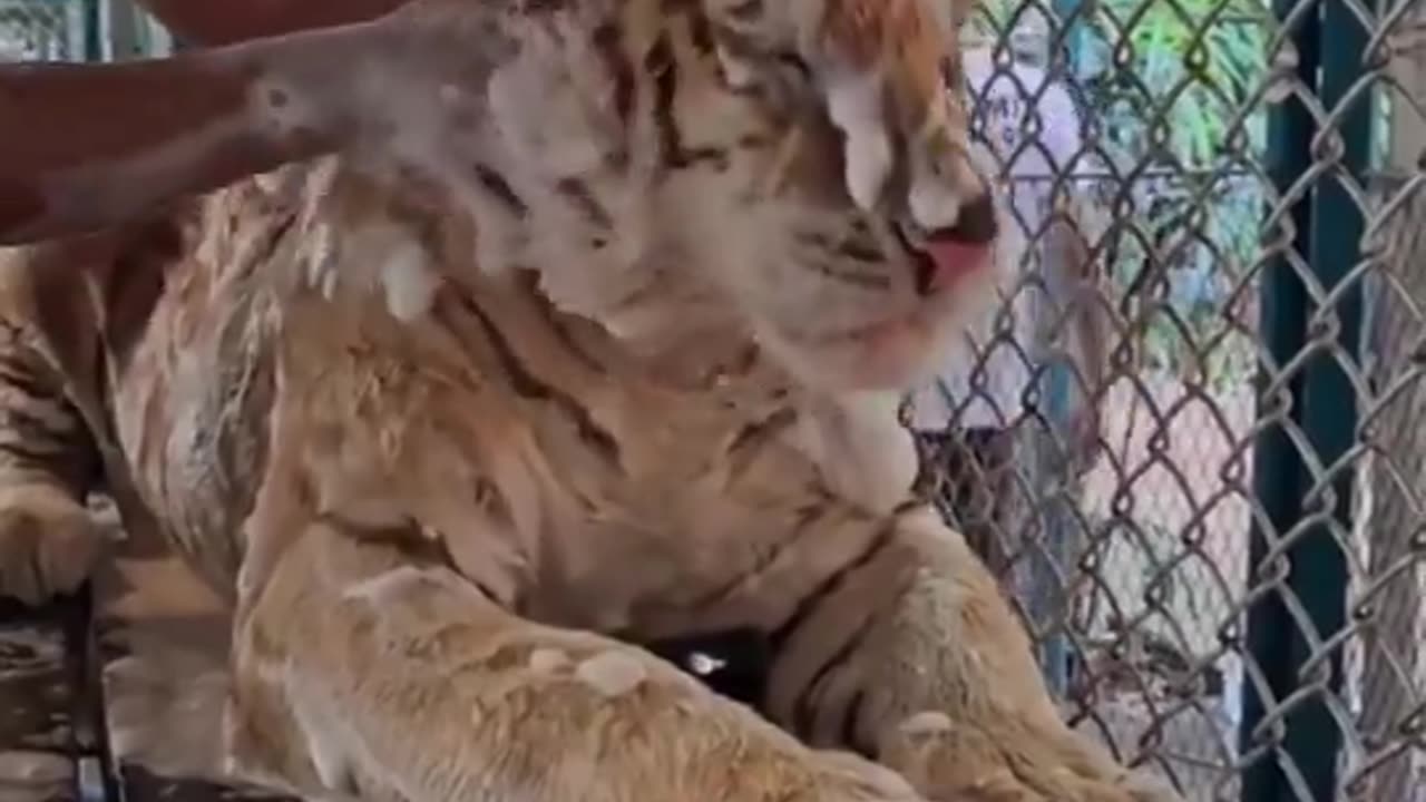 Tiger having a spa day