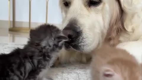 Golden Retriever și Pisicuțele – Golden Retriever and Kittens – Sweetest Moments Ever!