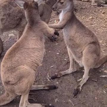 Kangaroo tales only in Australia
