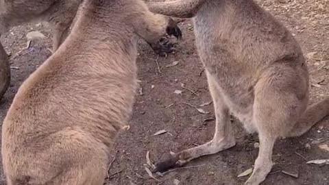 Kangaroo tales only in Australia