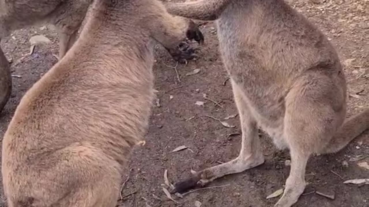Kangaroo tales only in Australia