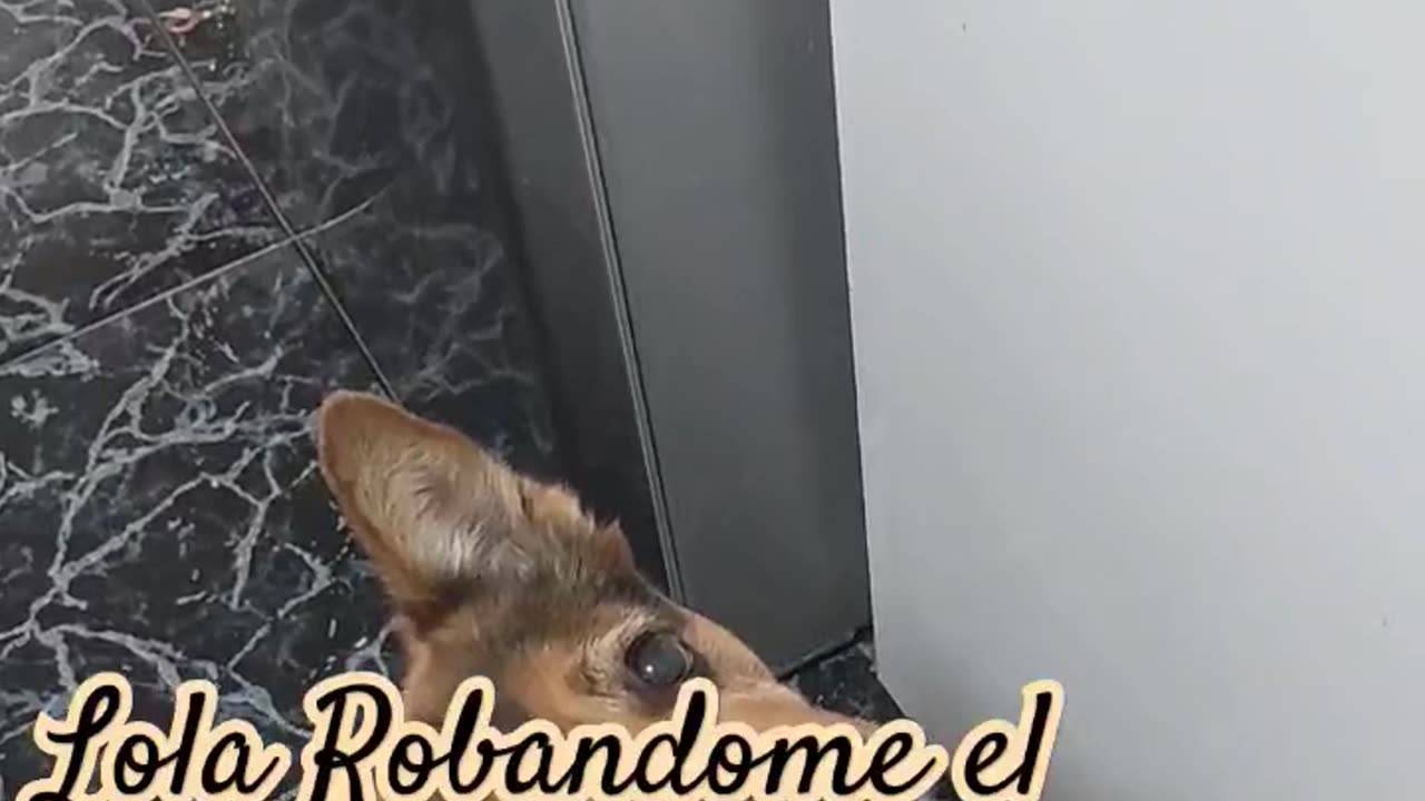 LOLA ME ROBA LA COMIDA