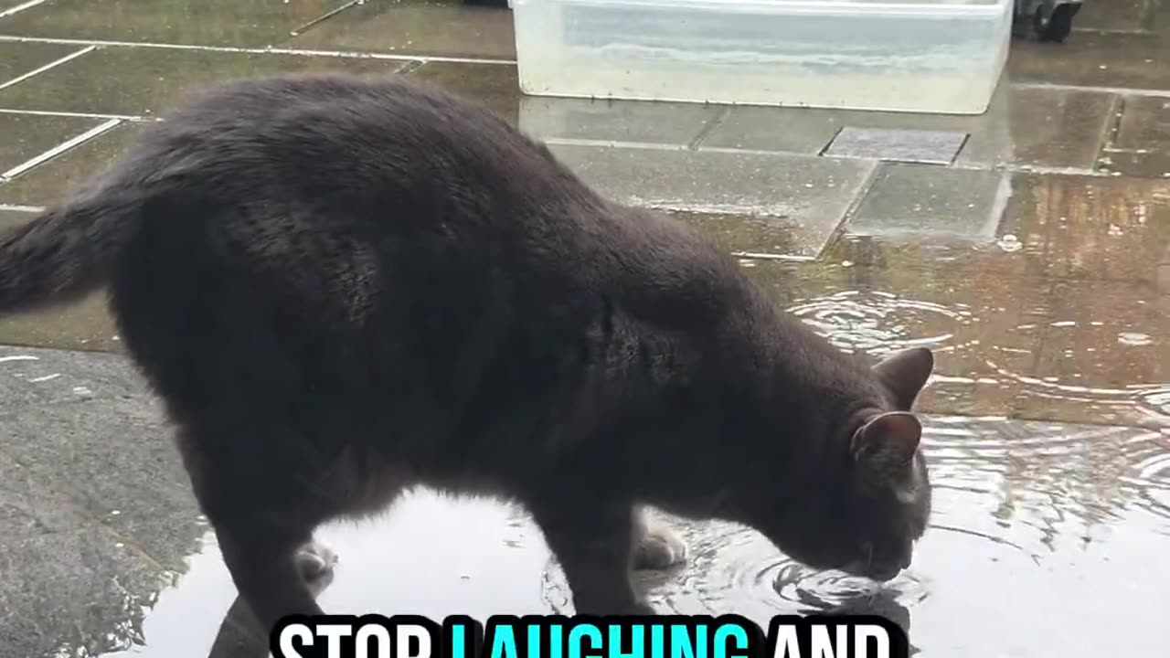 Cat Just Unlocked Drift Mode