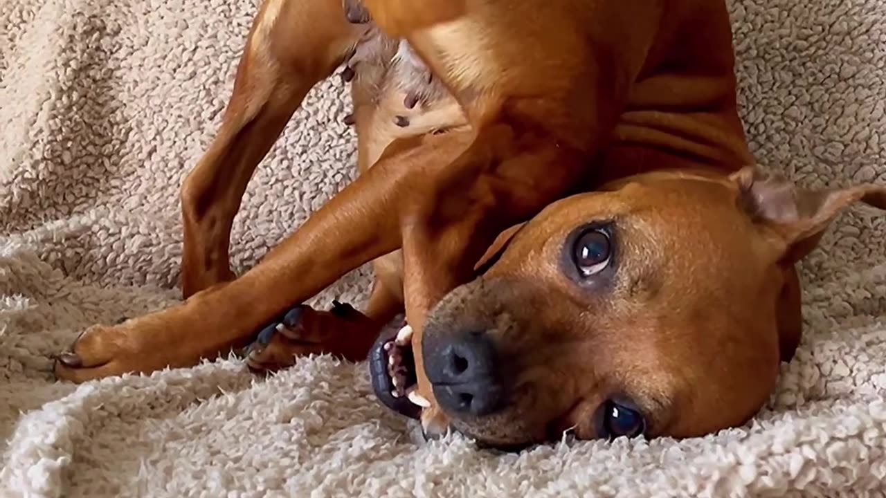 Staffy Pup Chews Leg