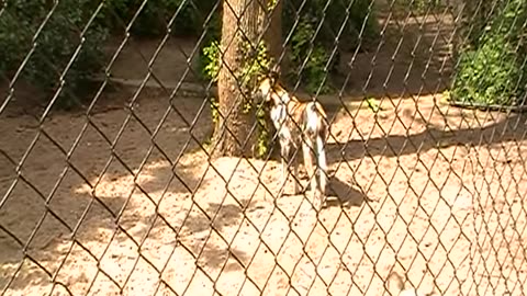 African Wild Dogs Roam at Artis Zoo