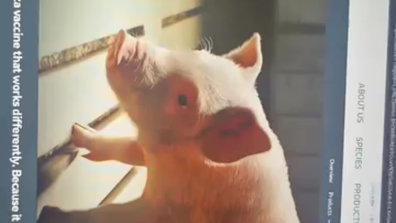SEQUIVITY mRNA nanotechnology to vaccinate swine.