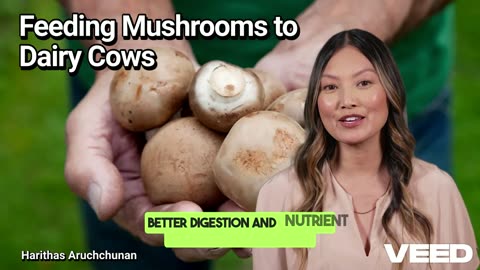 Feeding Mushrooms to Dairy Cows:A Natural Boost for Health and Productivity