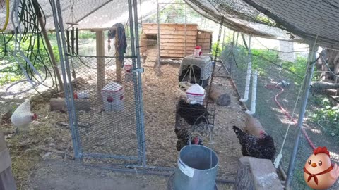 Chicken Live Stream
