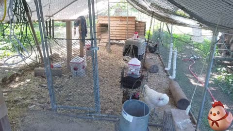 Chicken Live Stream