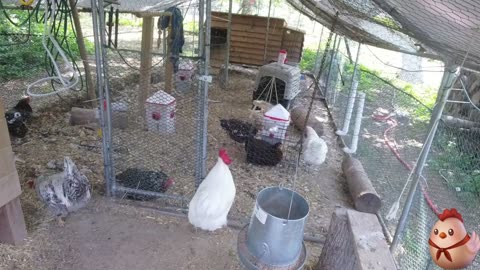Chicken Live Stream