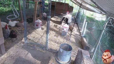 Chicken Live Stream