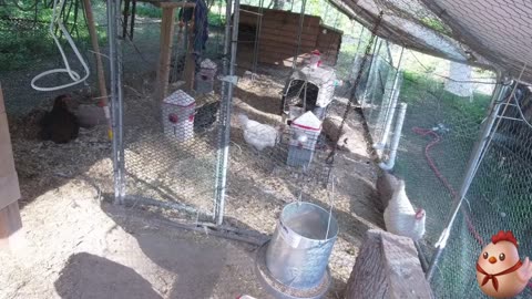 Chicken Live Stream