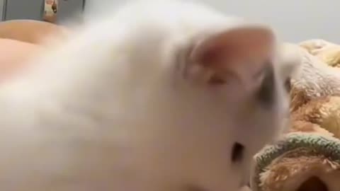 Funny Animal