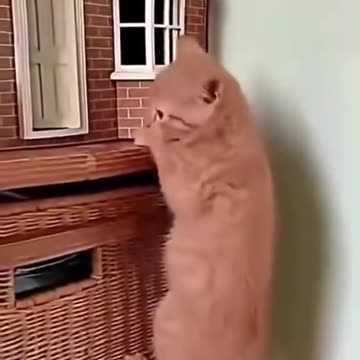 Ninja kitties!🥰🥰🥰🤣🤣🤣🤣