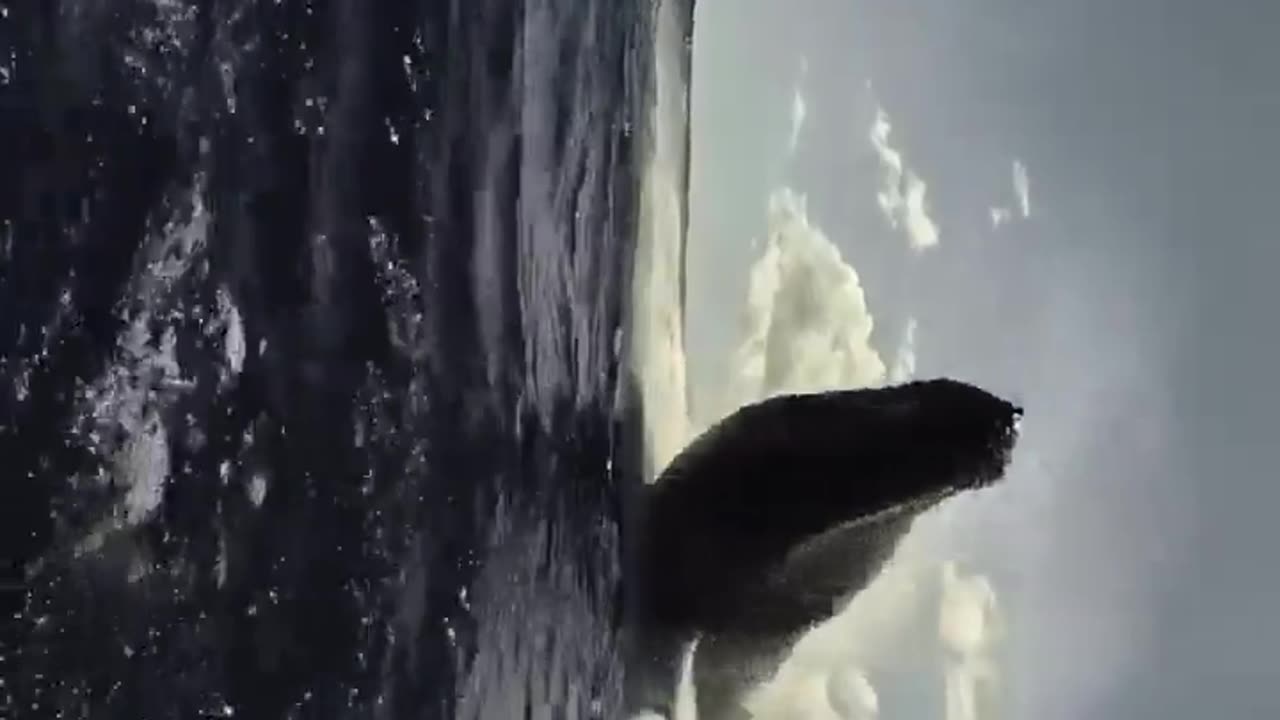 😮🐳 A Diver's Close Encounter With A Whale! | FeedMyCuriosity