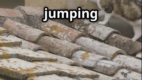 Cats in GTA!?