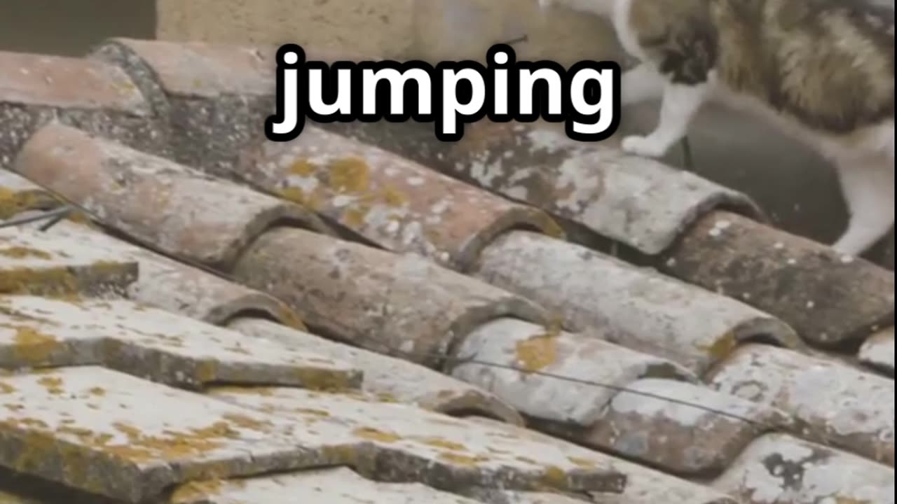 Cats in GTA!?