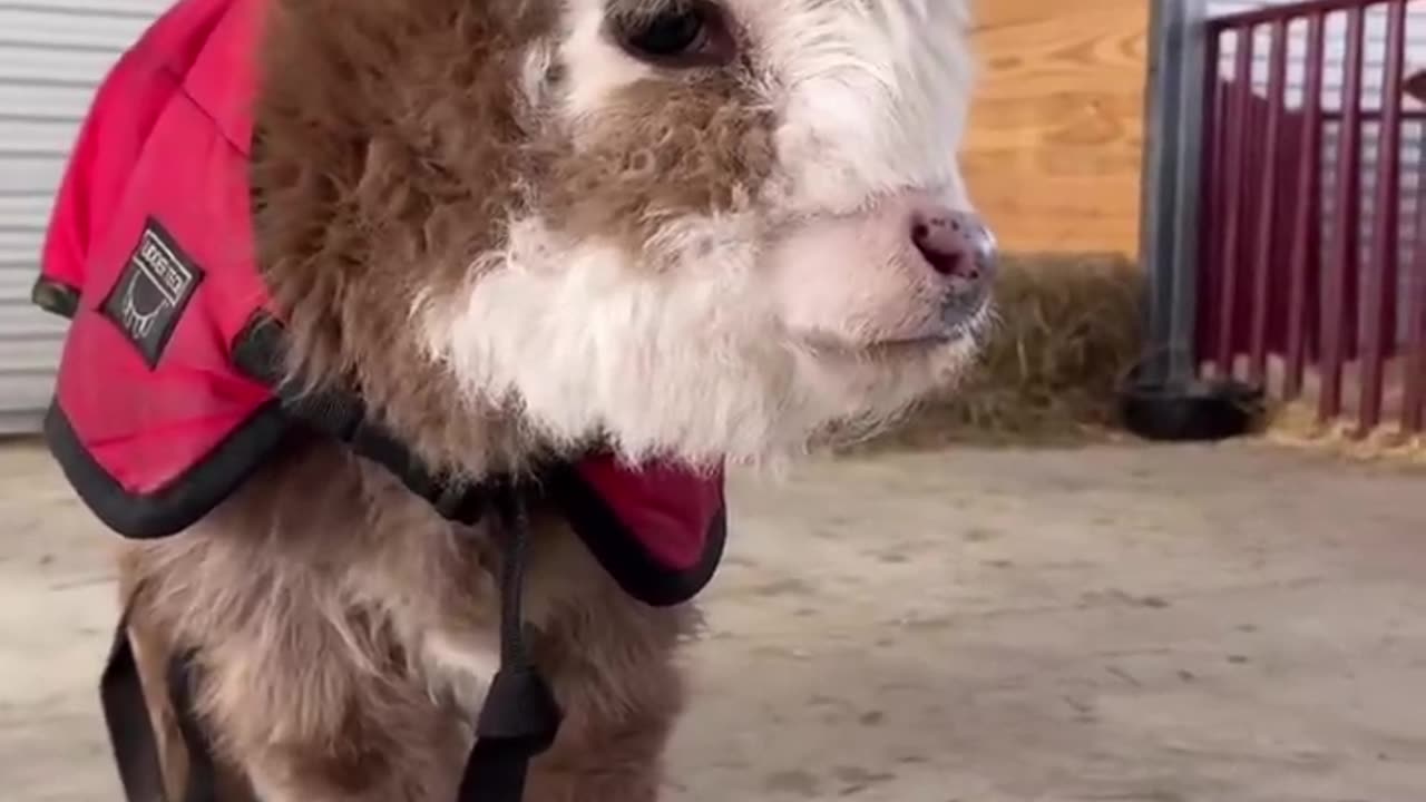 Please everybody look at this adorable baby cow 🐮