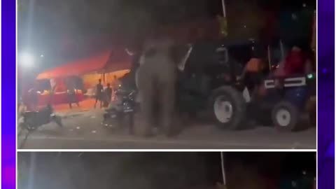 Wild Elephant Wreaks Havoc in Dehradun, Vehicles Overturned, Camp Damaged