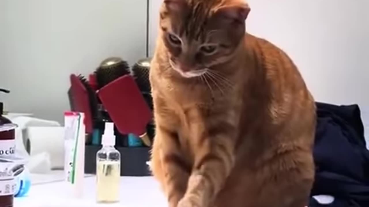 Cat funny video !! Cat accting like next level !! S2studio !!