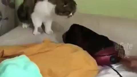 Black cat viral video