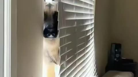 Hysterical Malinois Mayhem