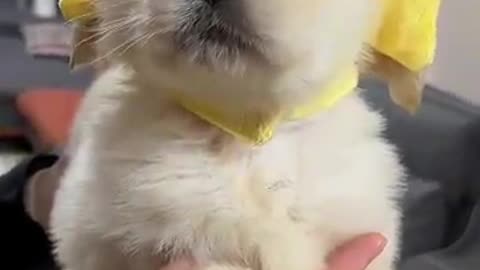 Cutie Puppy Vibes Which u Can't Ignore