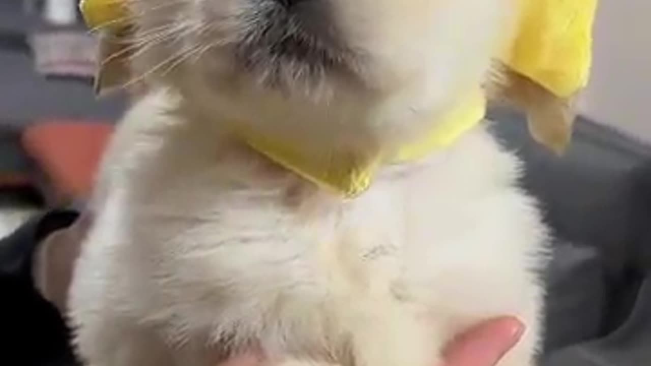Cutie Puppy Vibes Which u Can't Ignore