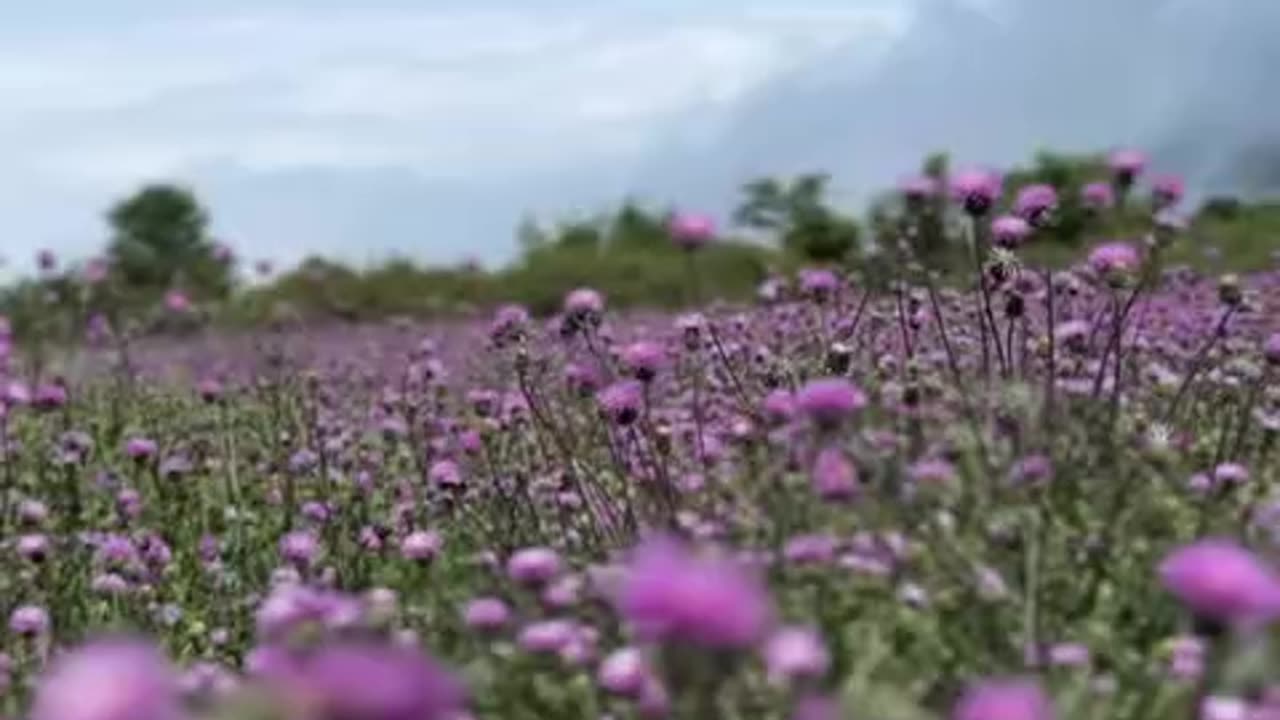 Beautiful Salandasht Germasar
