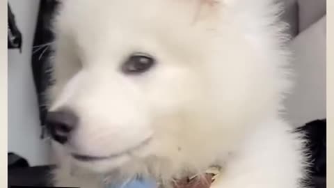 Cute Puppy
