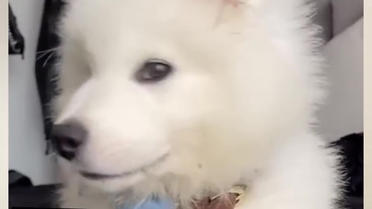 Cute Puppy