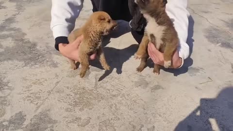Funniest Cats and Dogs Clip 2025😼🐶Try Not To Laugh😜