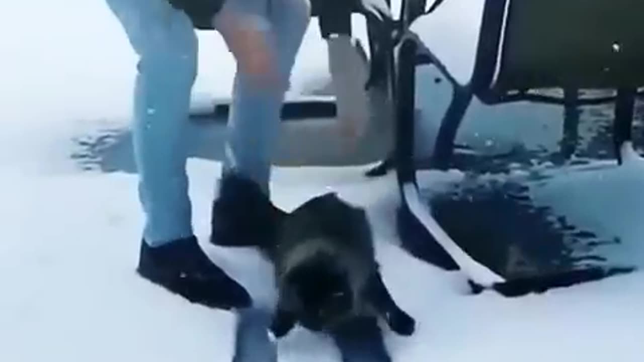 How cats handle the cold