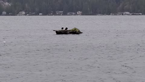 Two Bald Eagles