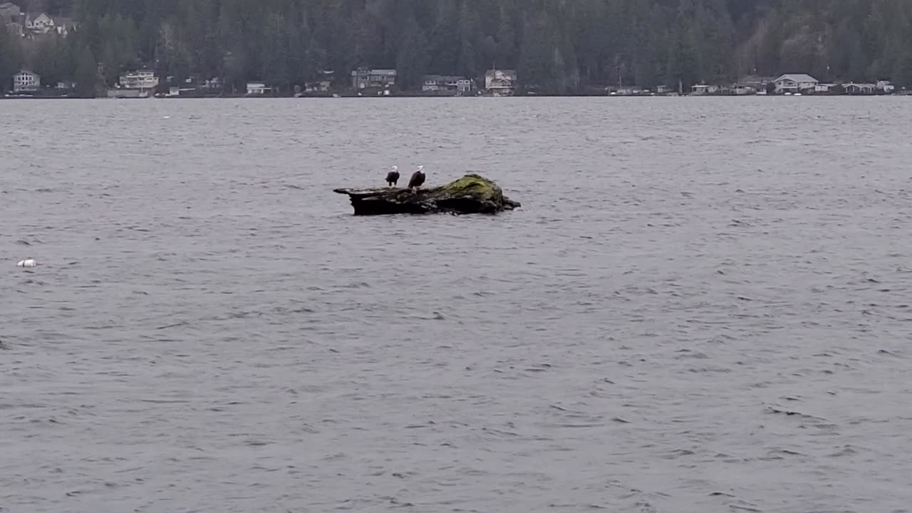 Two Bald Eagles