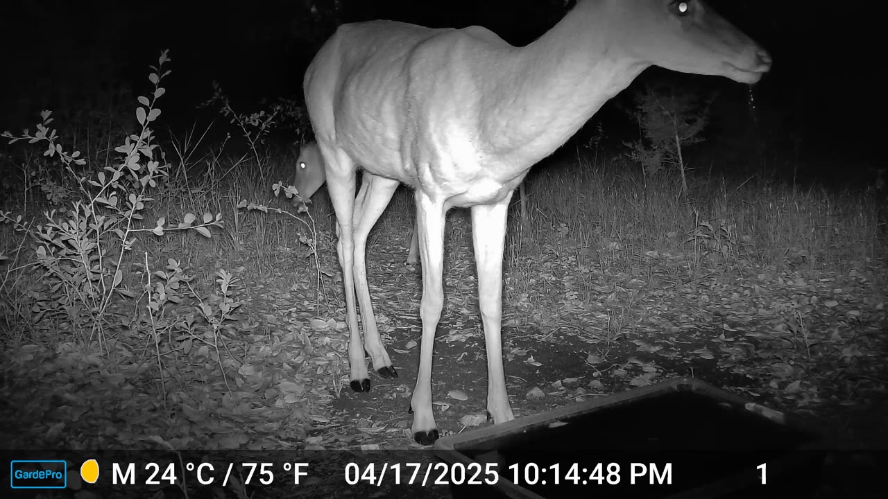 Deer - Finally