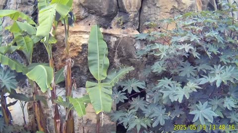 250519A___Madeira_NS-404._Small_waterfall_--_this_time_no_inundation_in_cave.(1080p)